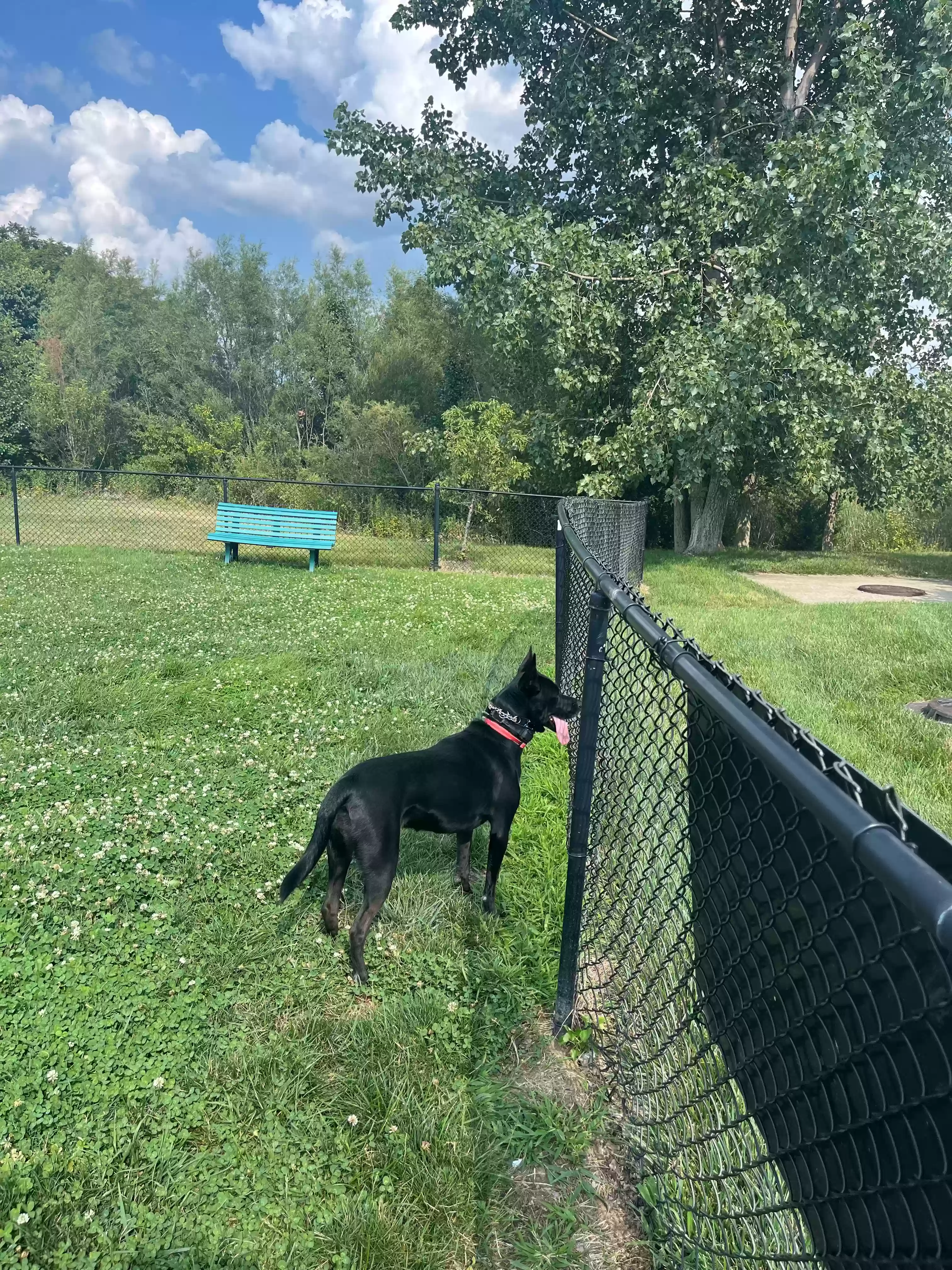 adoptable Dog in Fishers,IN named Cookie